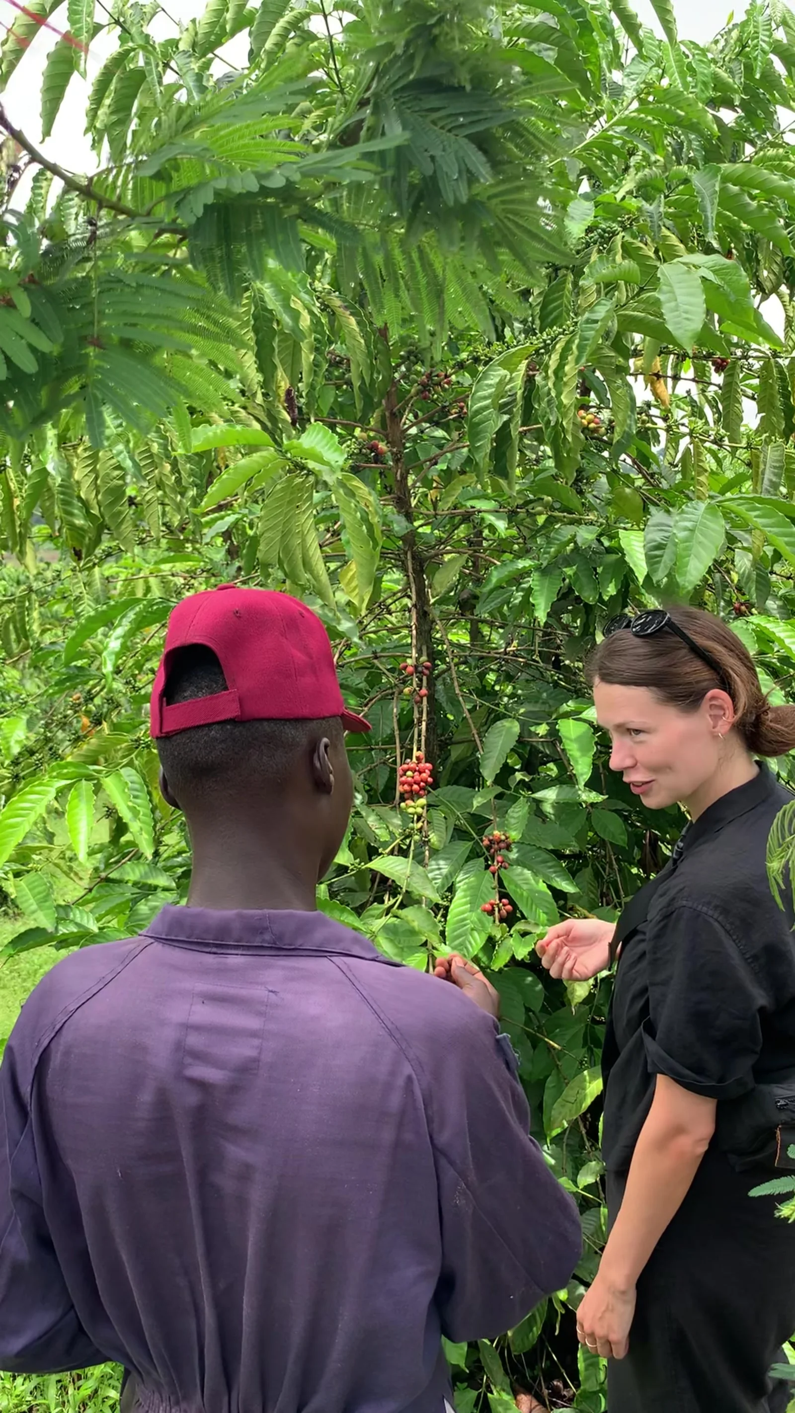 A farmer walking a guest through the coffee rows, pointing out ripe cherries